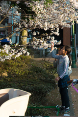 桜の花の味