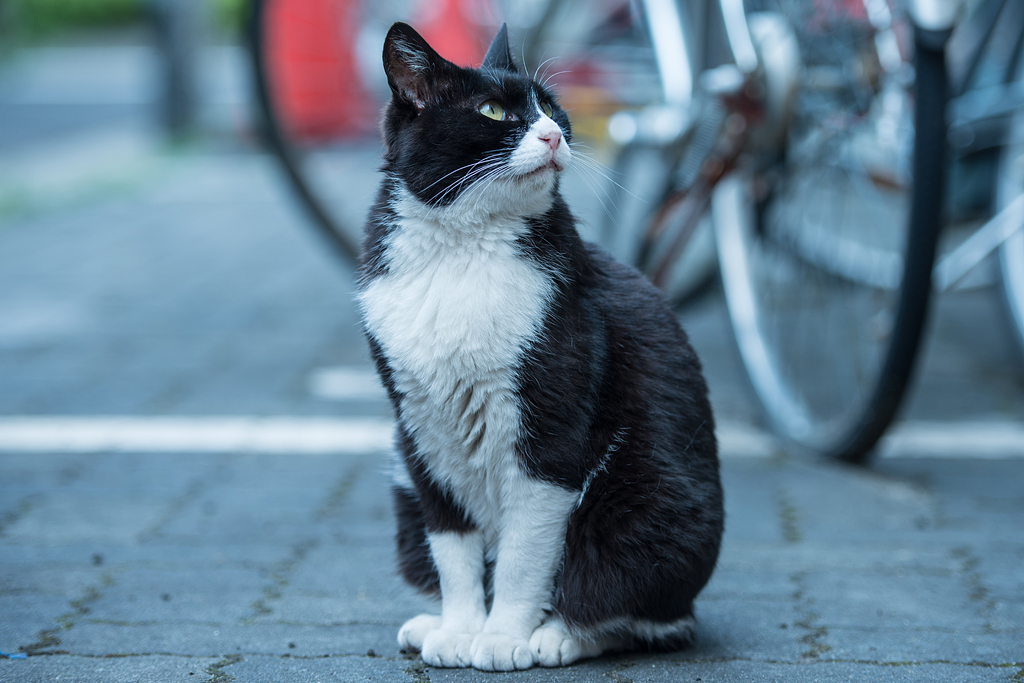 見上げる猫