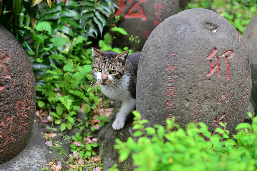 隙間から