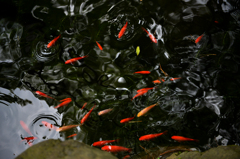 湧き水を泳ぐ金魚たち（国分寺その３）