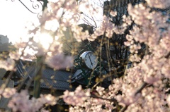 枝垂れ桜の輝きに包まれる時計塔