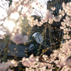 枝垂れ桜の輝きに包まれる時計塔