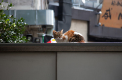 高いところは居心地がいい
