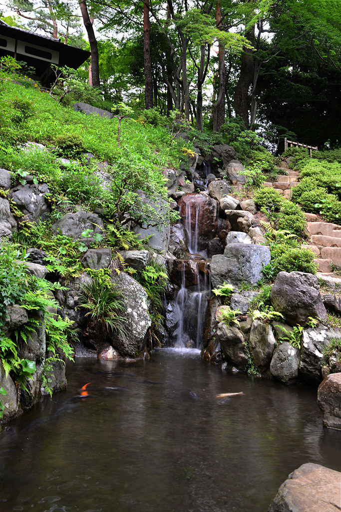 美しき湧き水湖（国分寺その８）