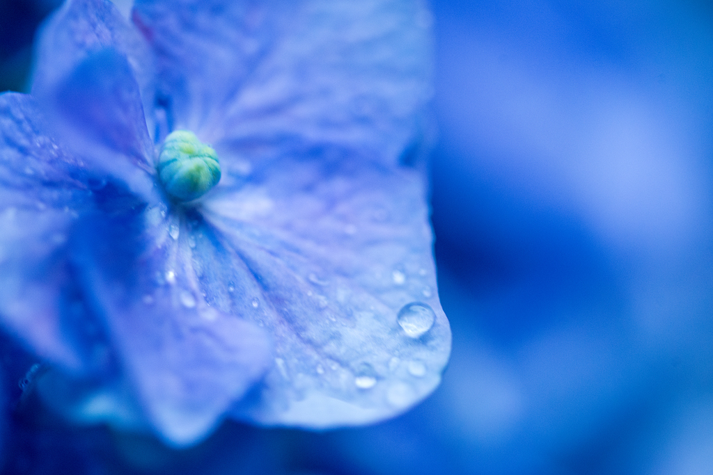 雨粒の宝石