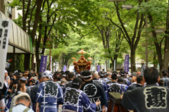 木漏れ日の御神輿(富岡八幡宮例大祭2)