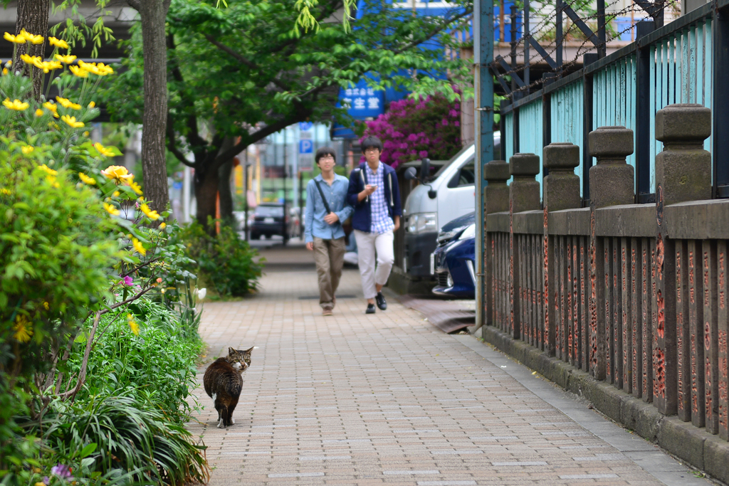 猫の居る路地