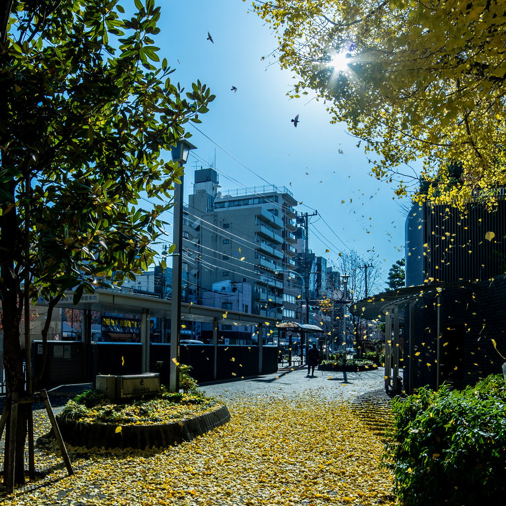 銀杏乱舞の祝福