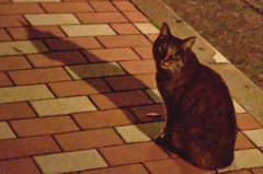 夜に出会った目がくりくりした猫