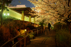夜桜を歩く