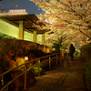 夜桜を歩く