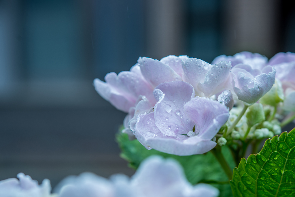 雨を受け止めて