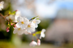 桜咲きほこる