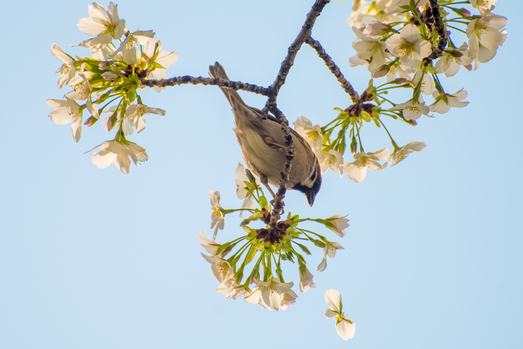 桜とスズメ