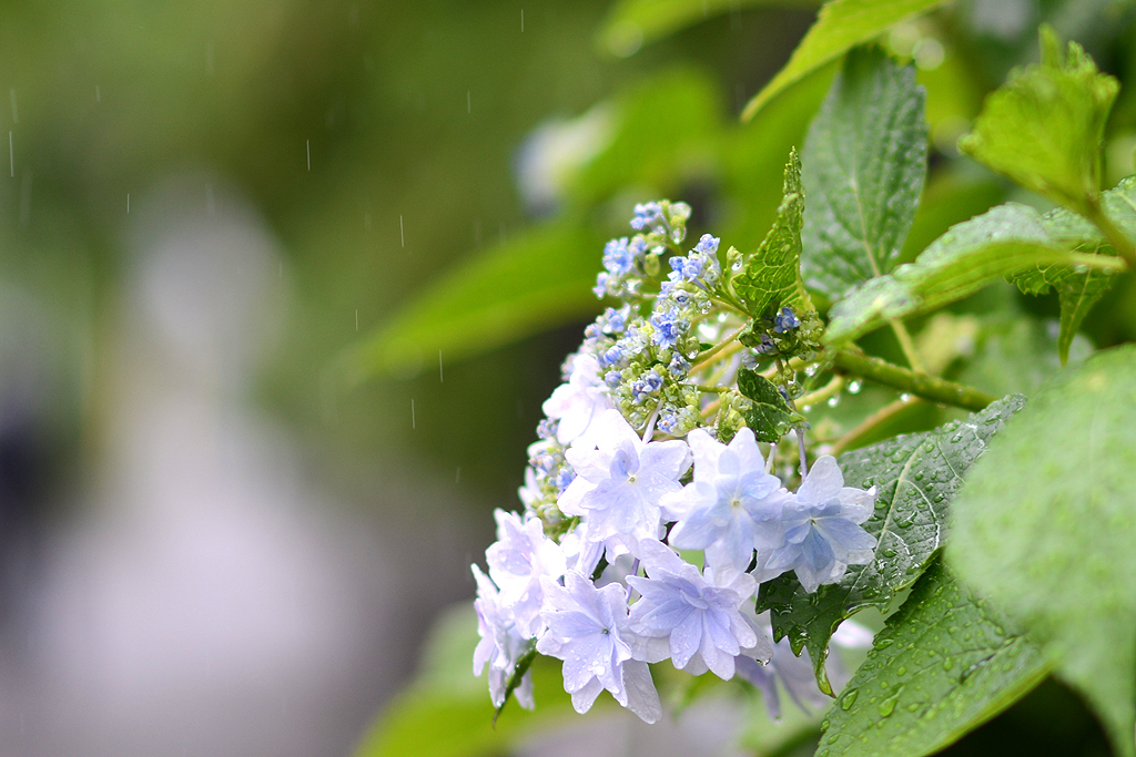 紫陽花の煌きと雨