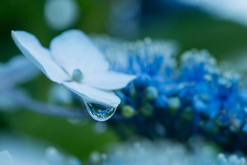 水滴に映る紫陽花