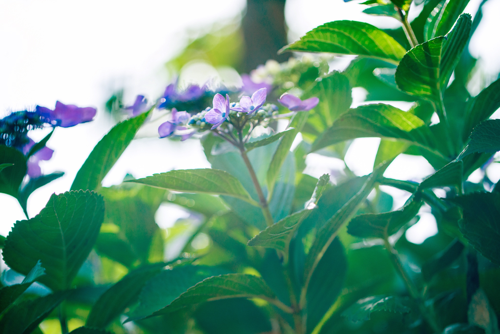 逆光に照らされる紫陽花