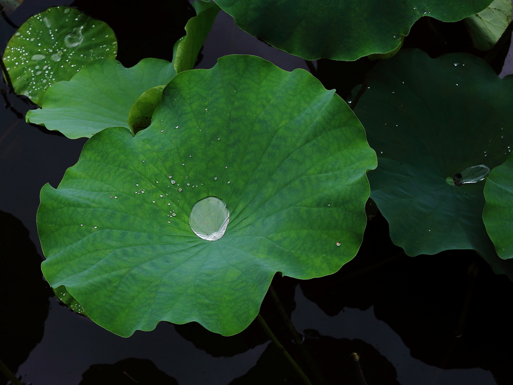 雨露