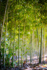 竹林
