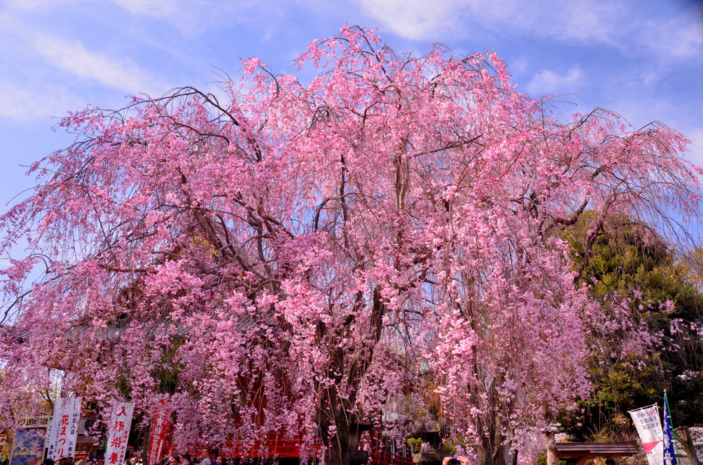 桜③