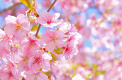 Sakura③