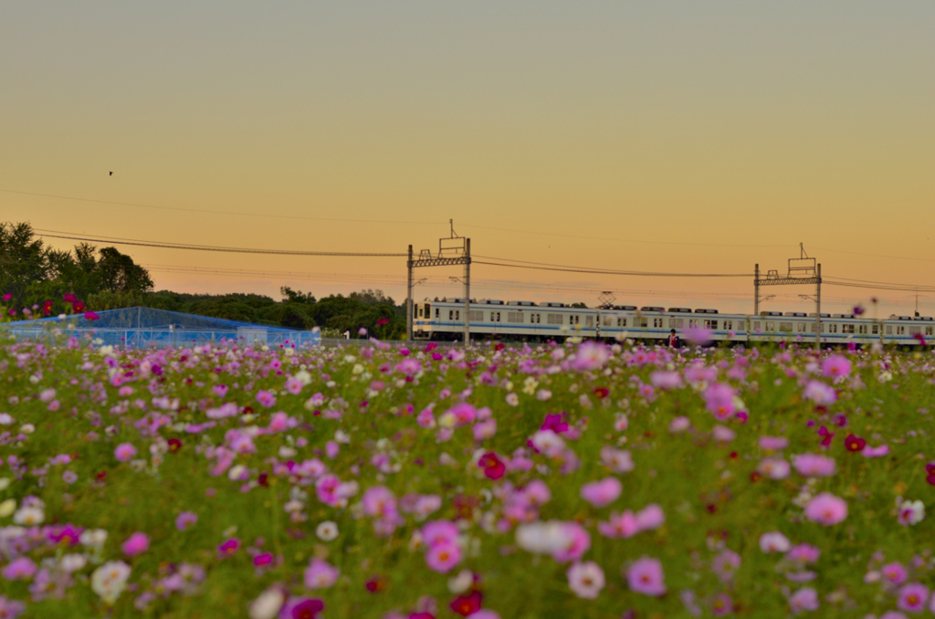 夕暮れコスモス