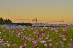 夕暮れコスモス