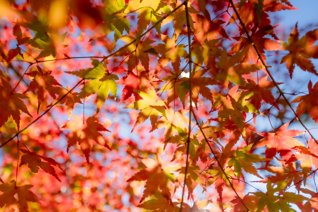 紅葉2