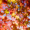 紅葉2