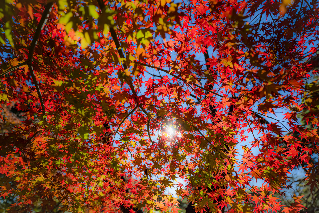 紅葉3