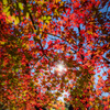 紅葉3