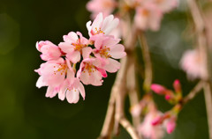 Sakura 4