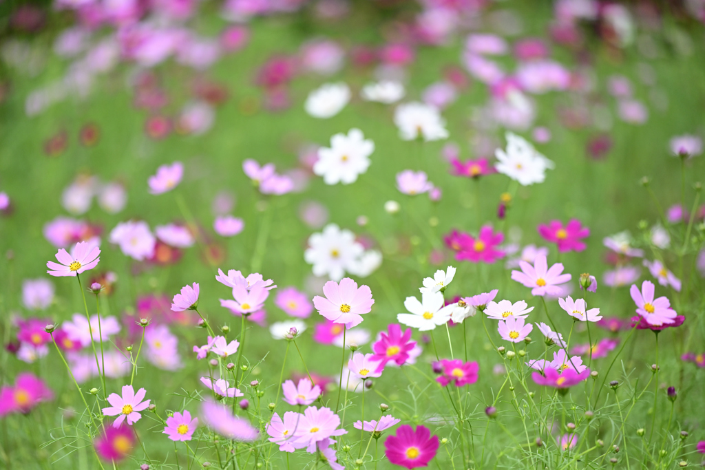 秋桜