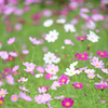 秋桜