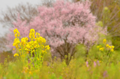 Sakura 3