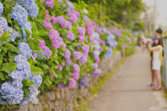 紫陽花通り