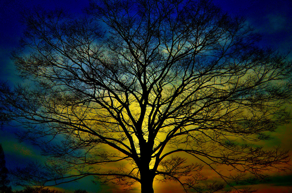 tree
