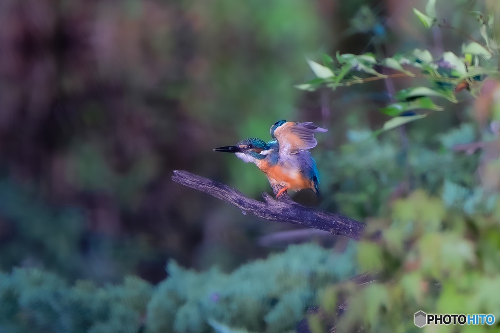 カワセミ・４