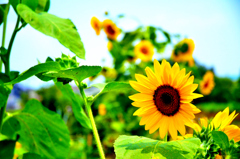 Sunflower