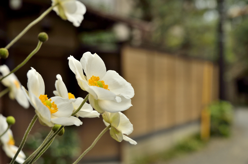 鎌倉路地