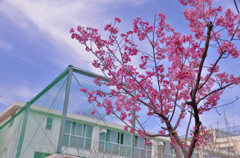 桜②