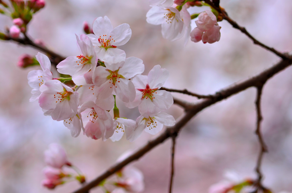 Sakura 1