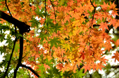 紅葉