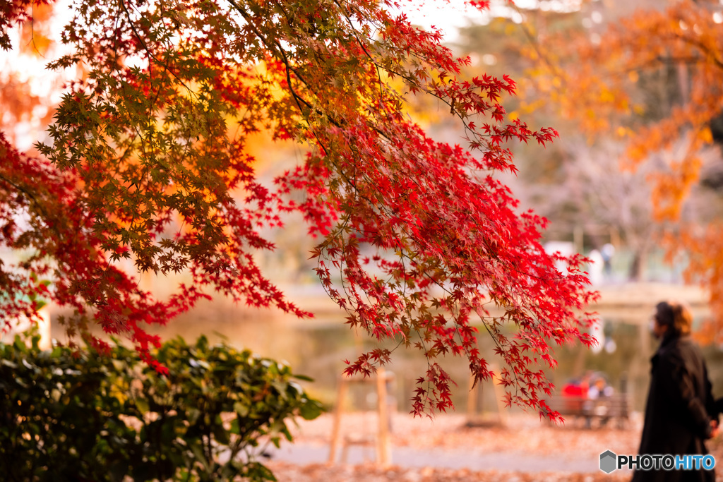 紅葉5