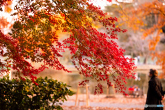 紅葉5