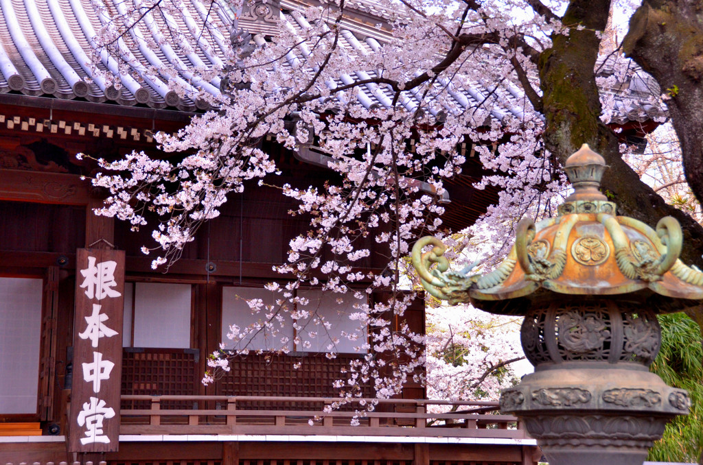 桜①