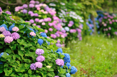 紫陽花