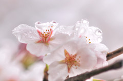 雨上がり