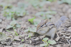 シマリス