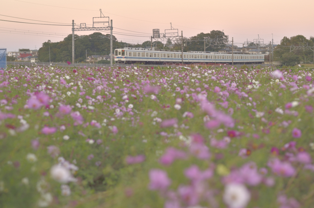 夕暮れコスモス